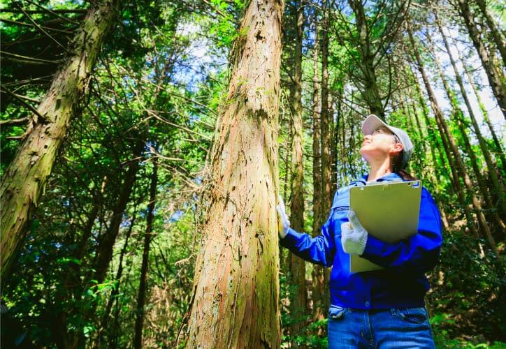 Online Forestry Degree