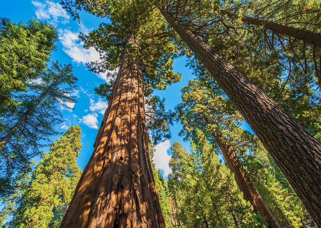 What Can You Do with a Forestry Degree?